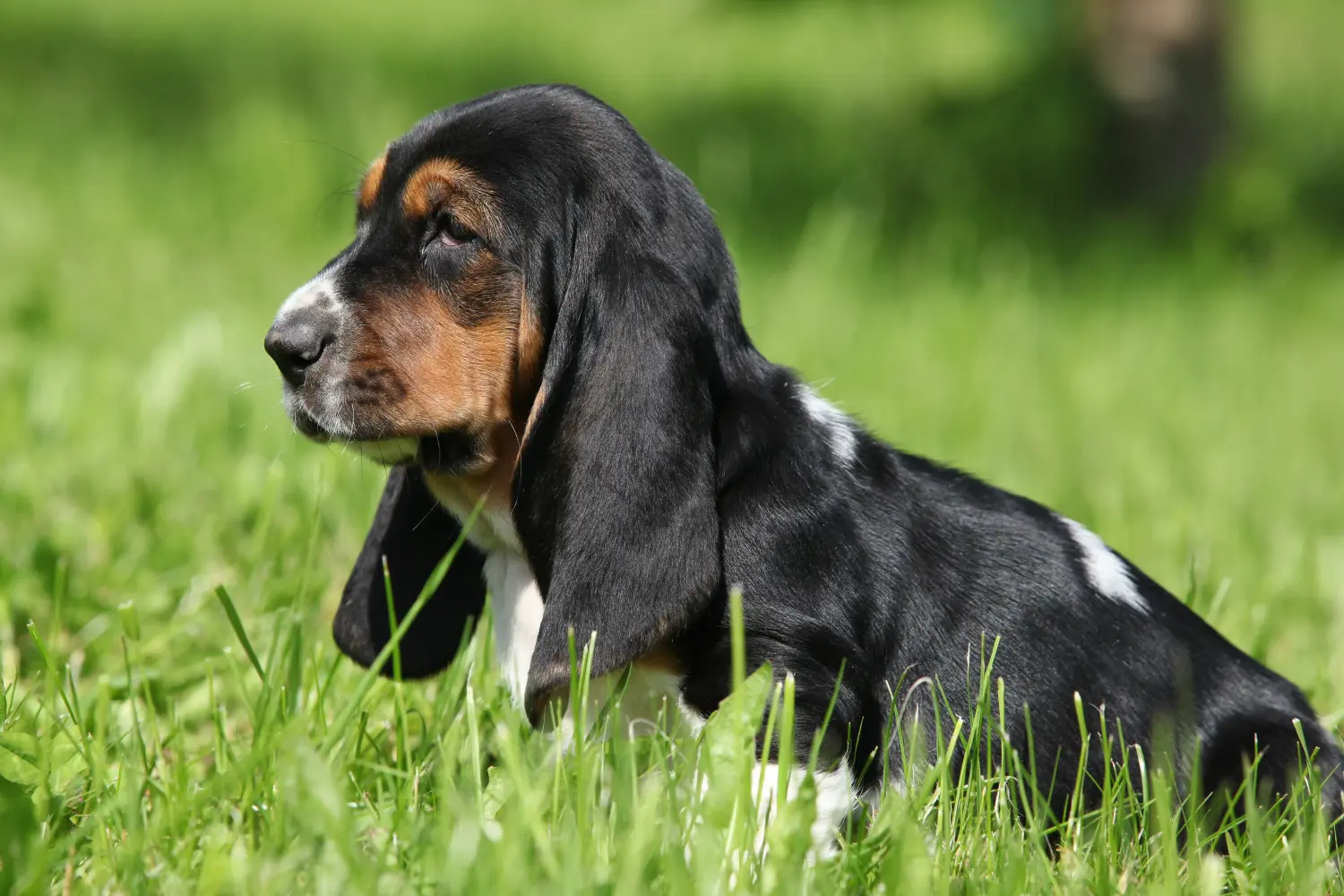 Buying a Basset Hound puppy means taking responsibility! Buy Basset Hound puppies.
