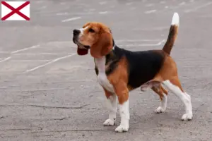 Read more about the article Beagle breeders and puppies in Alabama