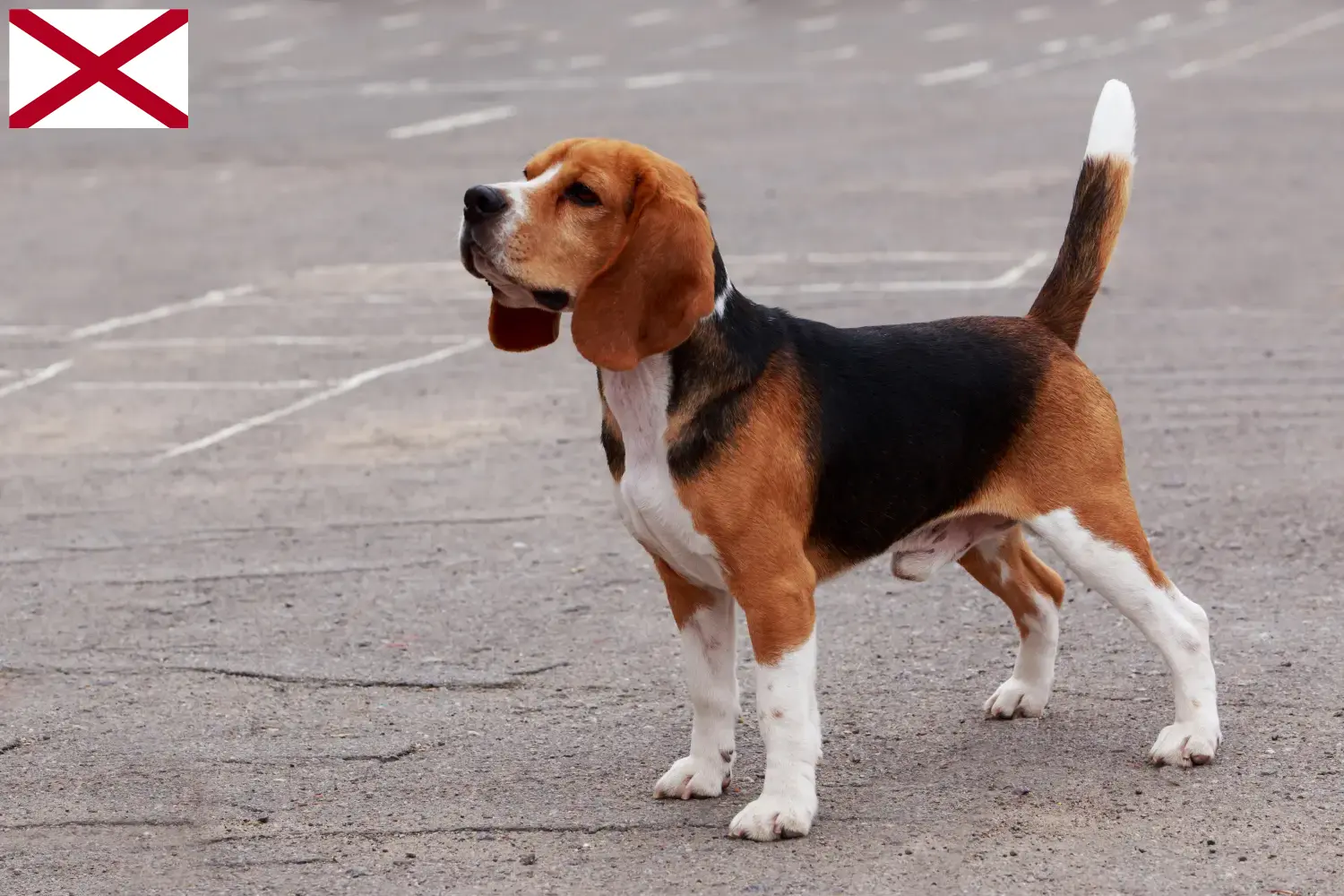 Beagle puppies and breeder Alabama Find Beagle breeders in Alabama here.