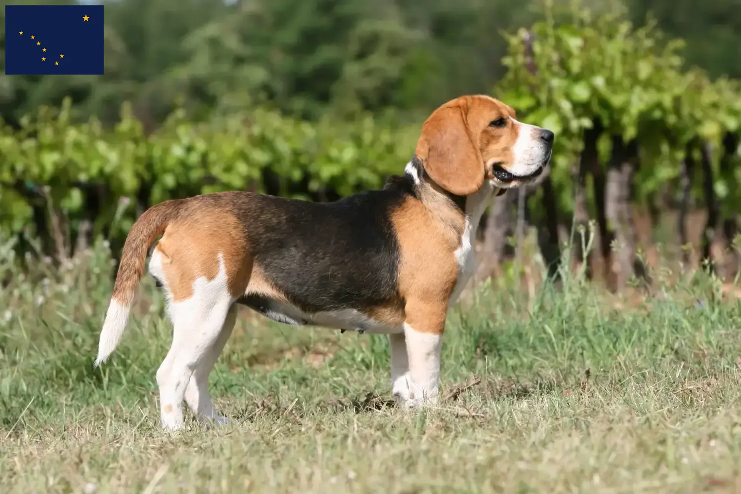 Beagle puppies and breeder Alaska Find Beagle breeders in Alaska.