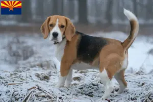Read more about the article Beagle breeders and puppies in Arizona
