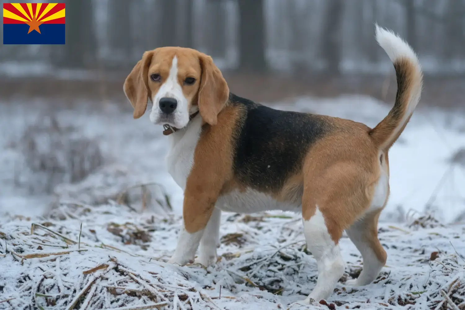 Beagle puppies and breeder Arizona Find Beagle breeders in Arizona.