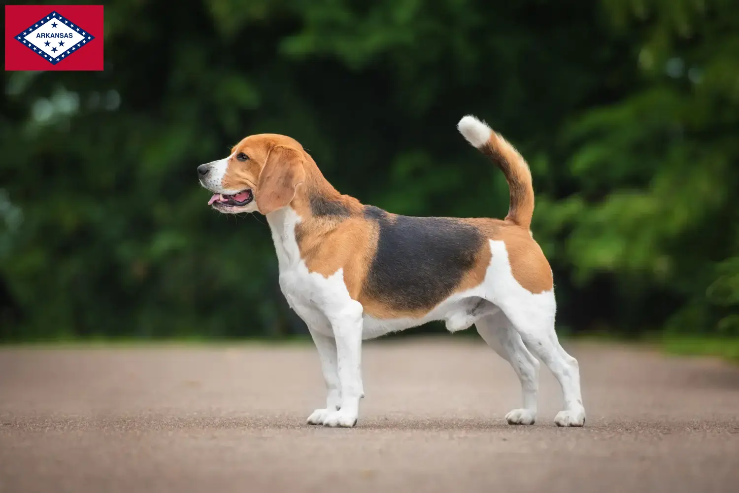 Read more about the article Beagle breeders and puppies in Arkansas