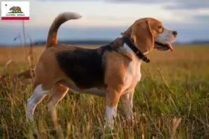 Read more about the article Beagle breeders and puppies in California