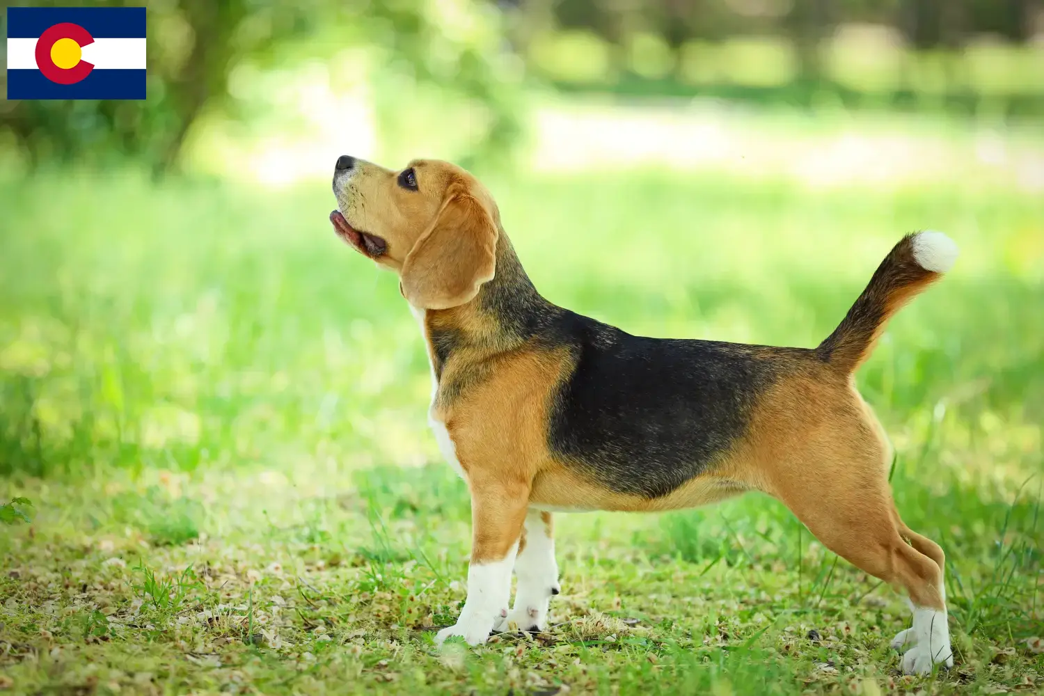 Beagle puppies and breeders Colorado Find Beagle breeders in Colorado here.