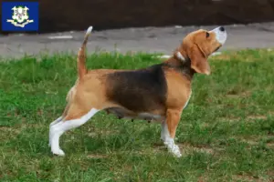 Read more about the article Beagle breeders and puppies in Connecticut