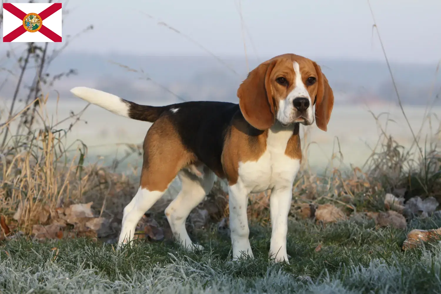 Beagle puppies and breeders Florida Find Beagle breeders in Florida here.