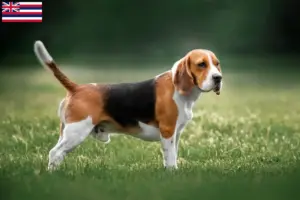 Read more about the article Beagle breeders and puppies in Hawaii