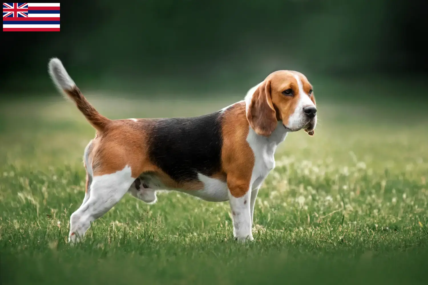 Beagle puppies and breeders Hawaii Find Beagle breeders in Hawaii here.