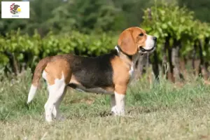 Read more about the article Beagle breeders and puppies in Illinois