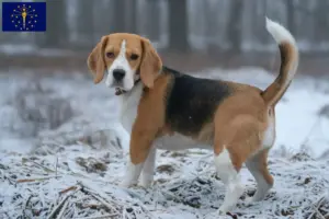 Read more about the article Beagle breeders and puppies in Indiana