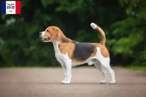 Read more about the article Beagle breeders and puppies in Iowa