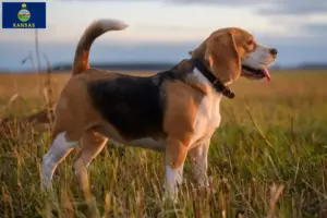 Read more about the article Beagle breeders and puppies in Kansas