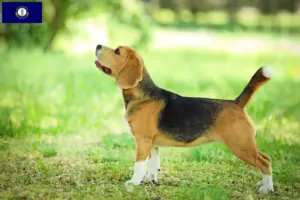 Read more about the article Beagle breeders and puppies in Kentucky