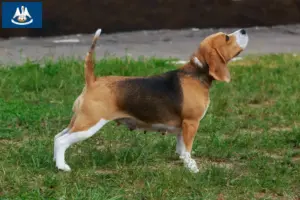 Read more about the article Beagle breeders and puppies in Louisiana