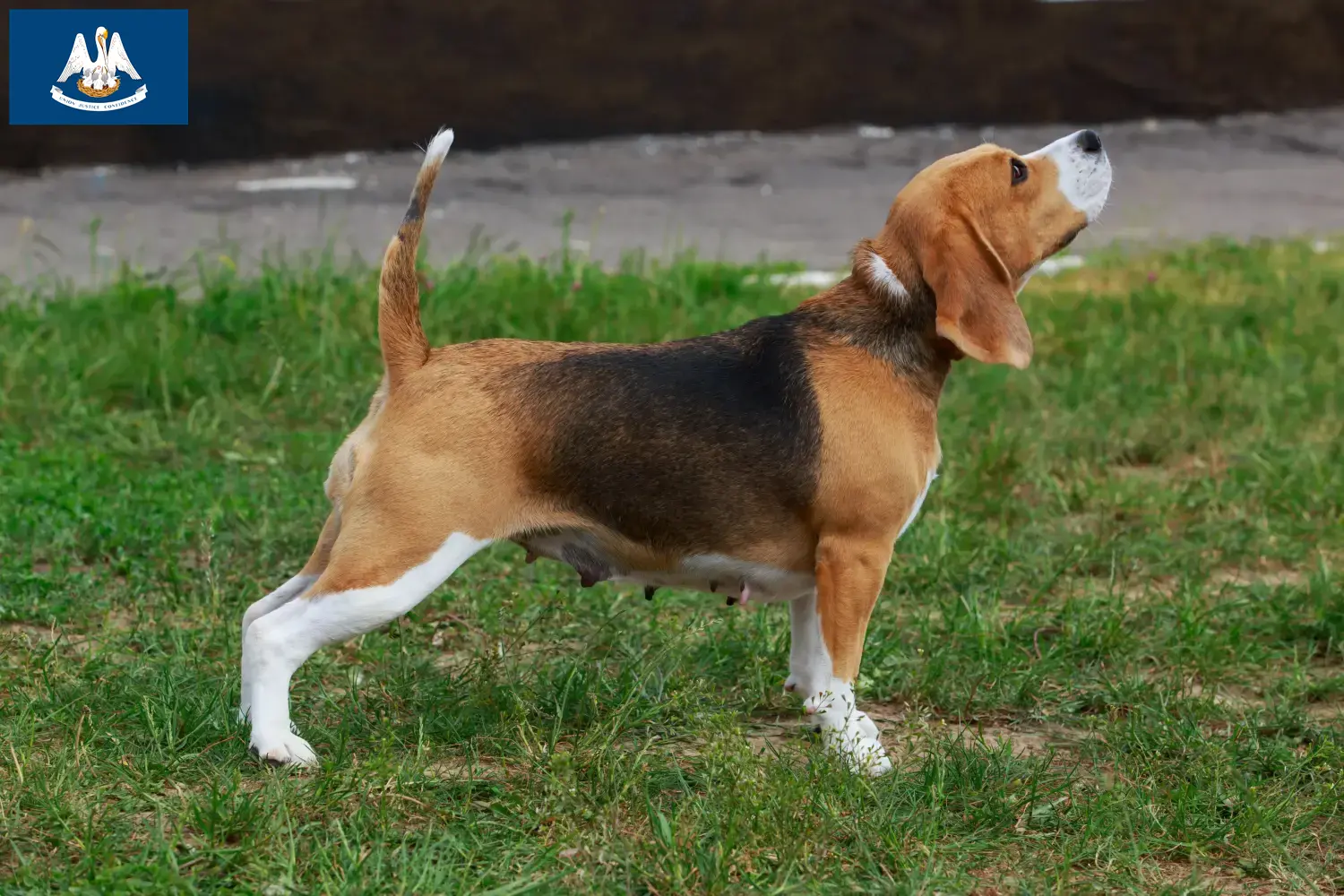 Beagle puppies and breeder Louisiana Find Beagle breeders in Louisiana here.