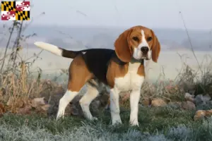 Read more about the article Beagle breeders and puppies in Maryland