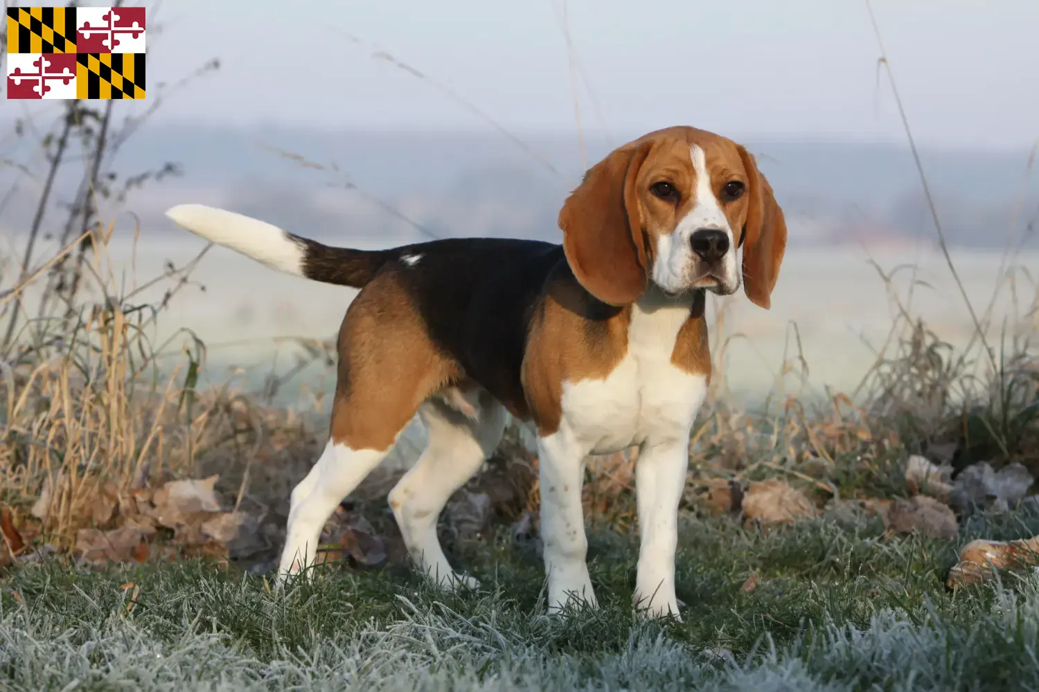 Read more about the article Beagle breeders and puppies in Maryland