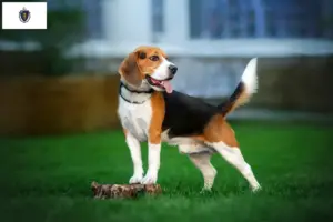 Read more about the article Beagle breeders and puppies in Massachusetts