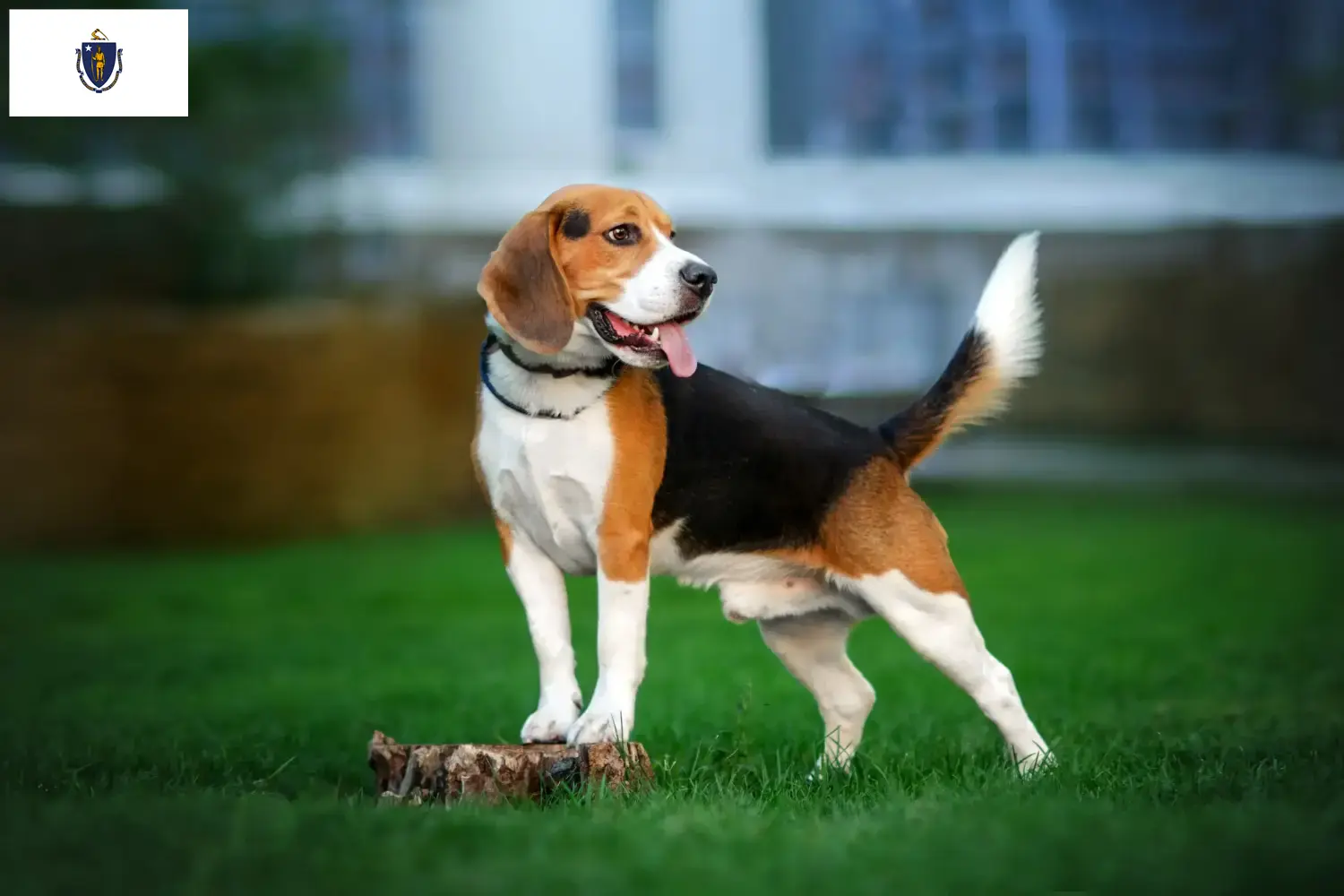 Beagle puppies and breeders Massachusetts Find Beagle breeders in Massachusetts.