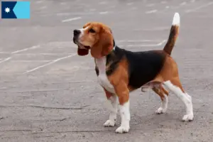 Read more about the article Beagle breeders and puppies in Minnesota