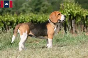 Read more about the article Beagle breeders and puppies in Mississippi