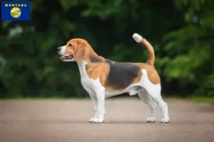 Read more about the article Beagle breeders and puppies in Montana