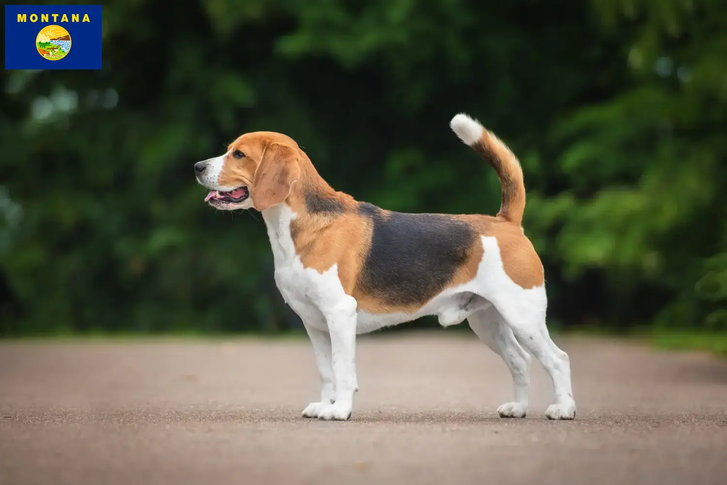 Beagle puppies and breeder Montana Find Beagle breeders in Montana.