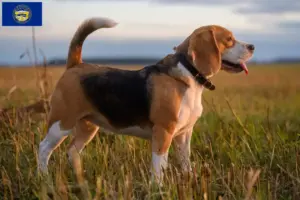 Read more about the article Beagle breeders and puppies in Nebraska