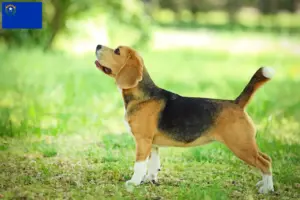 Read more about the article Beagle breeders and puppies in Nevada