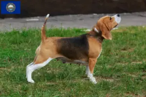 Read more about the article Beagle breeders and puppies in New Hampshire