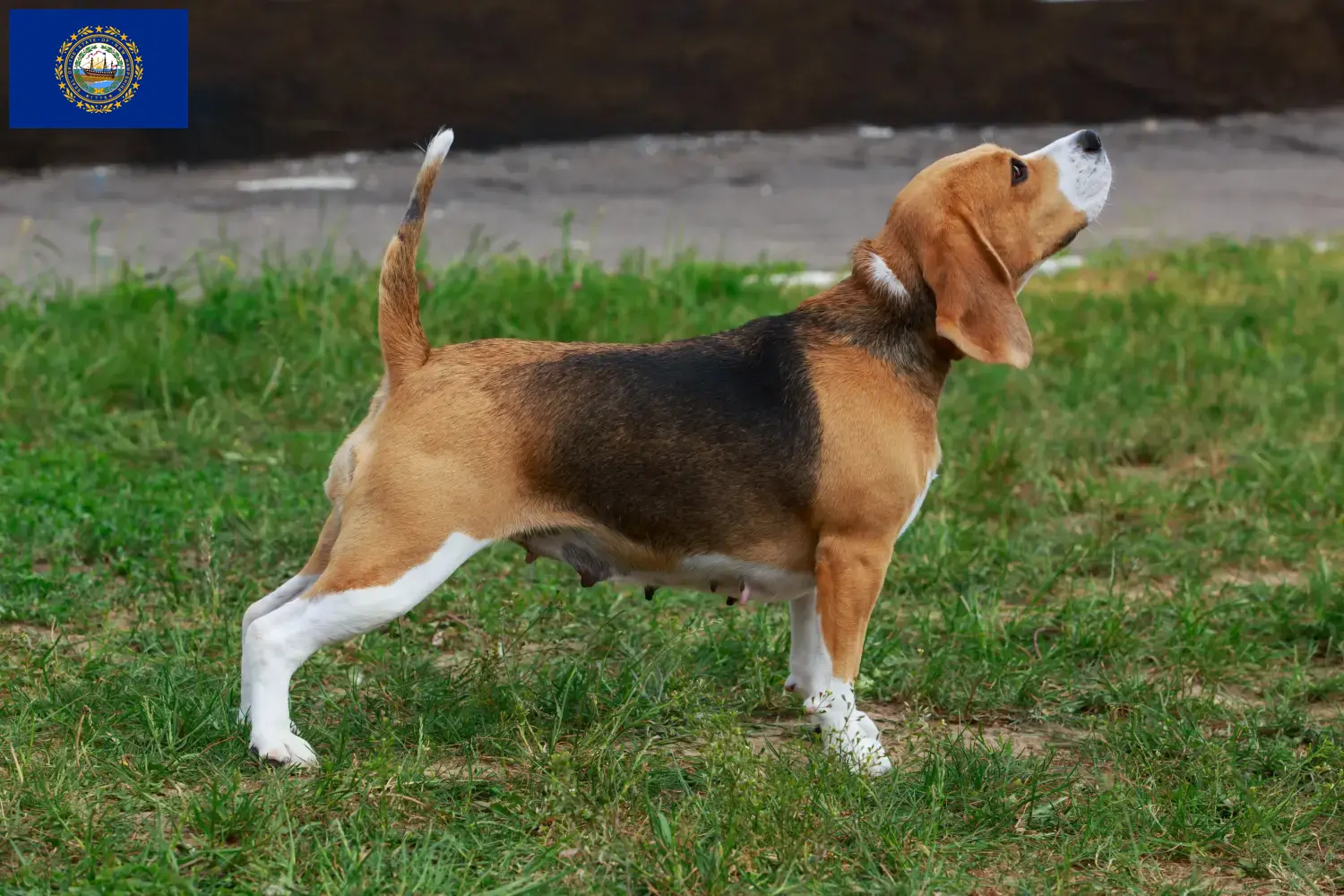 Beagle puppies and breeders New Hampshire Find Beagle breeders in New Hampshire here.
