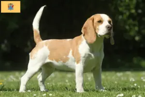 Read more about the article Beagle breeders and puppies in New Jersey