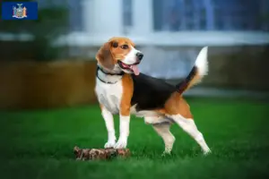 Read more about the article Beagle breeders and puppies in New York
