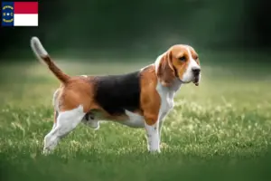 Read more about the article Beagle breeders and puppies in North Carolina