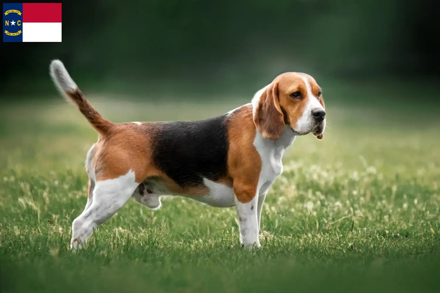 Beagle puppies and breeders North Carolina Find Beagle breeders in North Carolina.