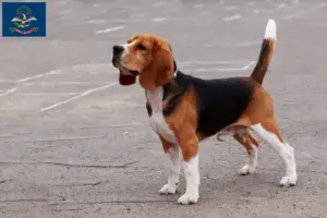 Read more about the article Beagle breeders and puppies in North Dakota