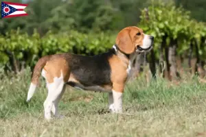 Read more about the article Beagle breeders and puppies in Ohio