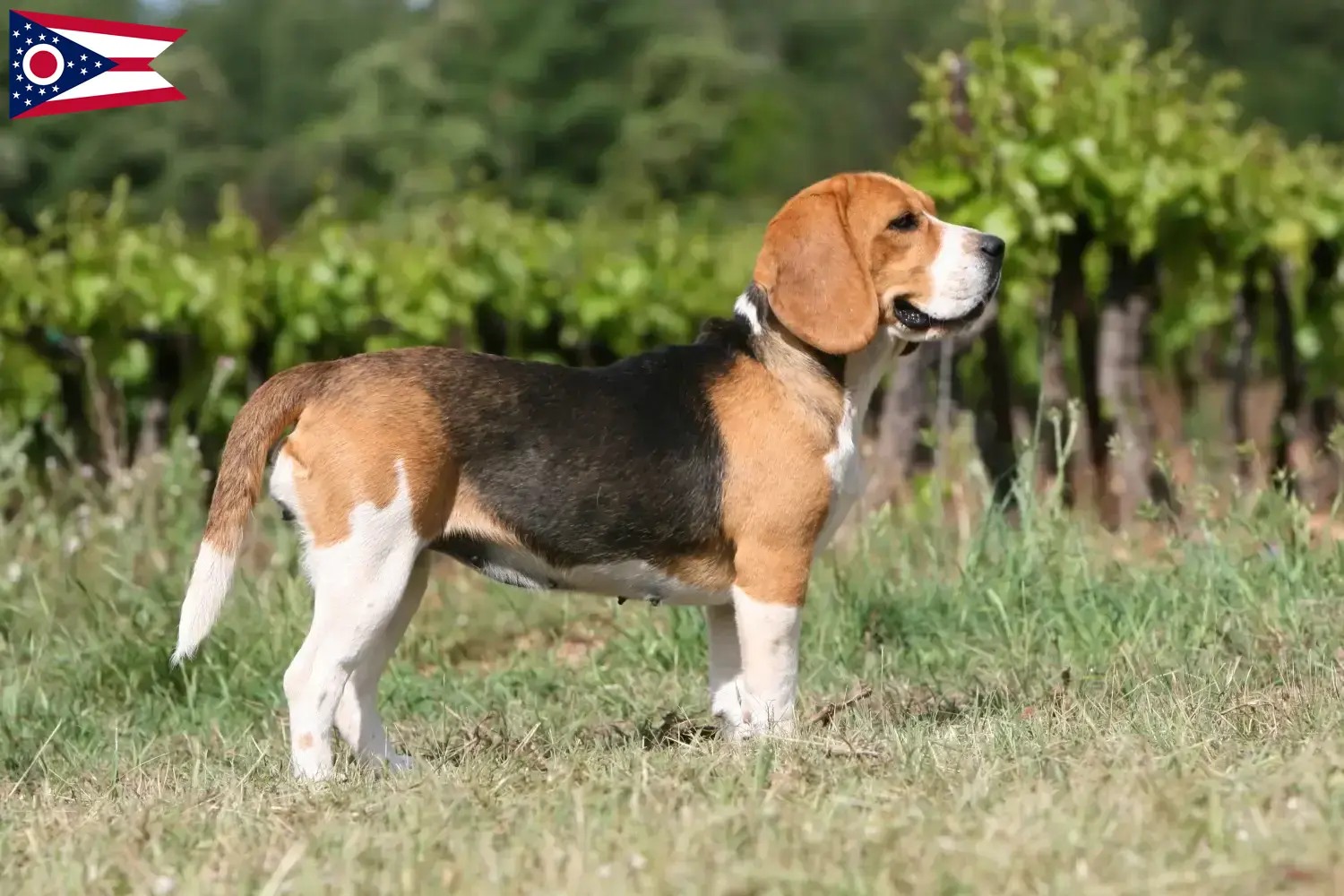 Beagle puppies and breeders Ohio Find Beagle breeders in Ohio.