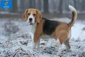 Read more about the article Beagle breeders and puppies in Oklahoma