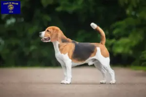 Read more about the article Beagle breeders and puppies in Oregon