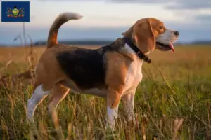 Read more about the article Beagle breeders and puppies in Pennsylvania