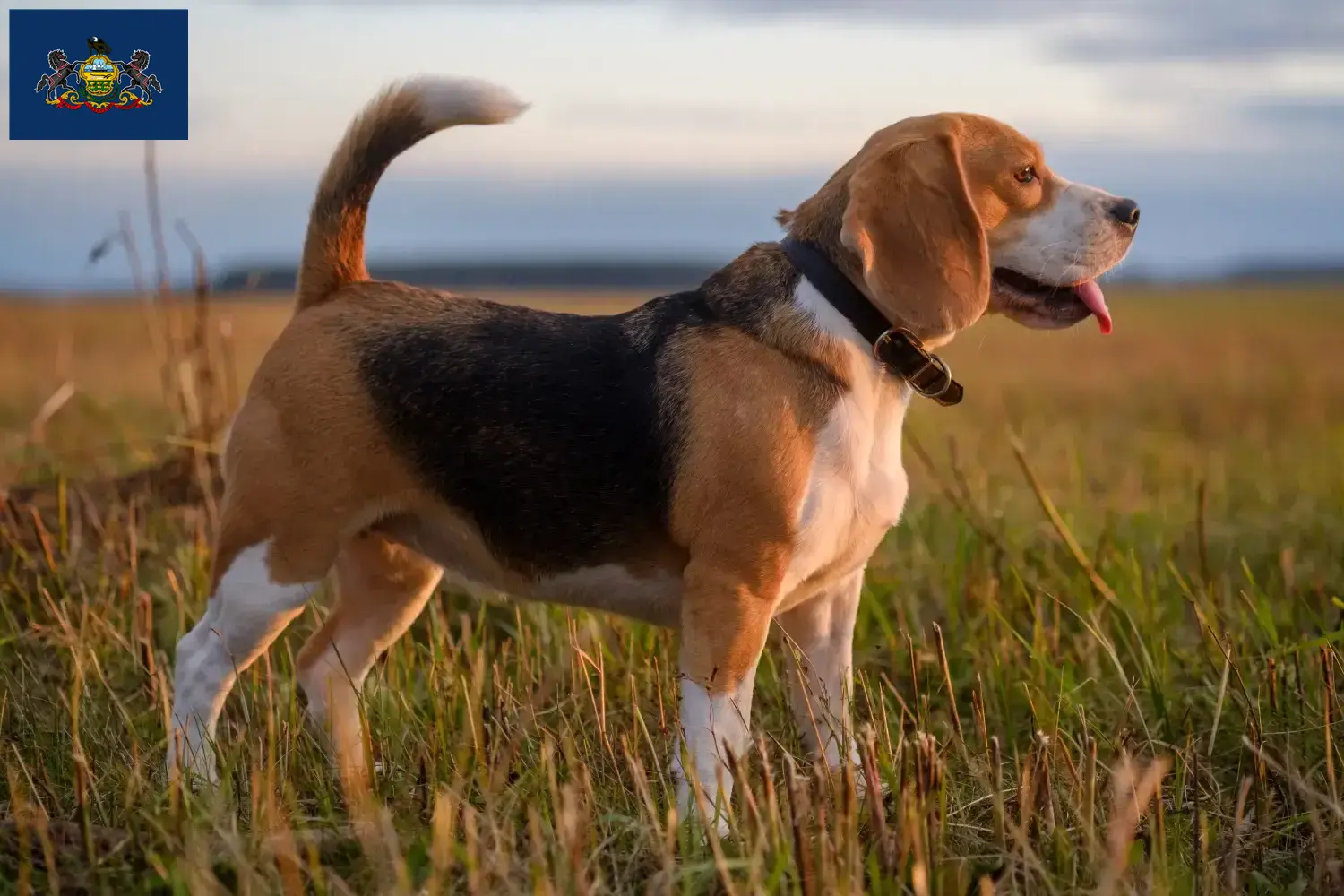 Beagle puppies and breeders Pennsylvania Find Beagle breeders in Pennsylvania.