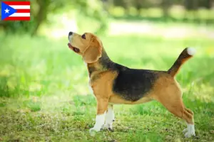 Read more about the article Beagle breeders and puppies in Puerto Rico