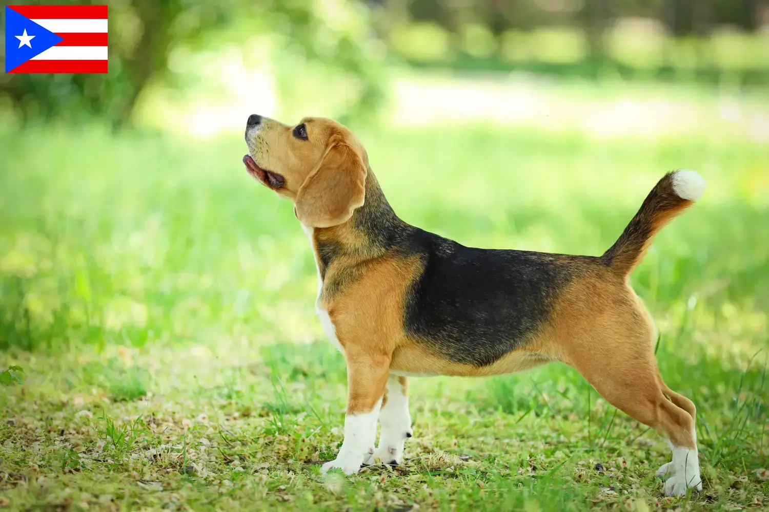 Beagle puppies and breeders Puerto Rico Find Beagle breeders in Puerto Rico here.