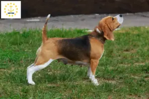 Read more about the article Beagle breeders and puppies in Rhode Island