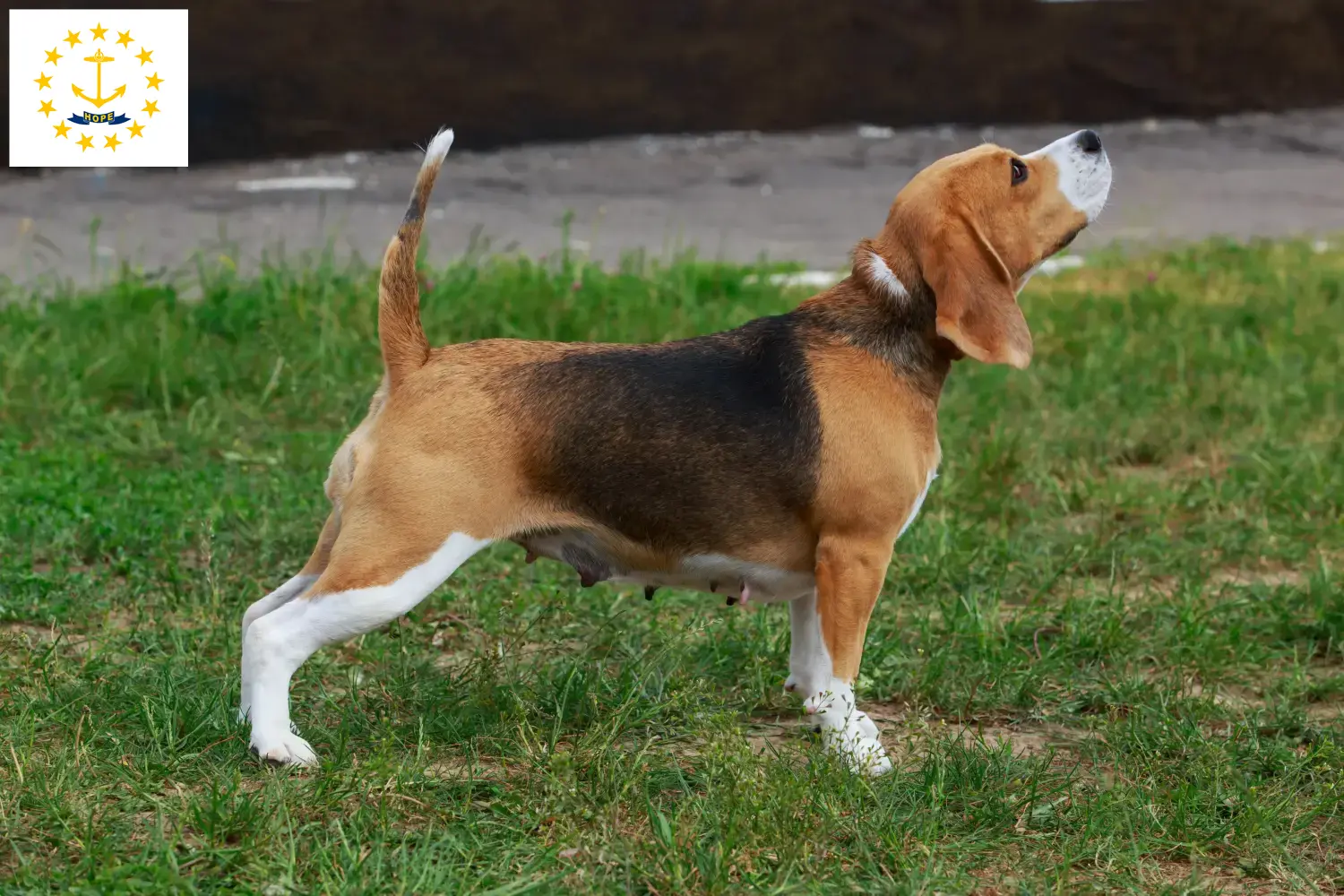 Beagle puppies and breeders Rhode Island Find Beagle breeders in Rhode Island.