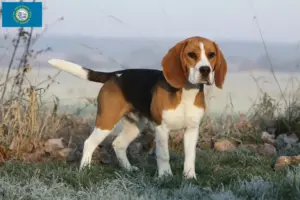 Read more about the article Beagle breeders and puppies in South Dakota