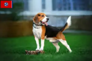 Read more about the article Beagle breeders and puppies in Tennessee