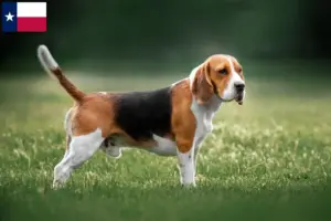 Read more about the article Beagle breeders and puppies in Texas